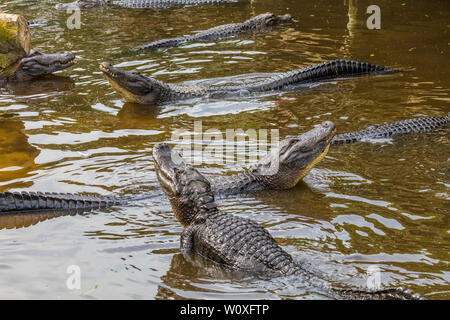 Display di accoppiamento di American alligatori (Alligator mississipiensis) in Sant'Agostino Alligator Farm Zoological Park a St Augustine Florida nelle unite Foto Stock