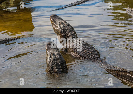 Display di accoppiamento di American alligatori (Alligator mississipiensis) in Sant'Agostino Alligator Farm Zoological Park a St Augustine Florida nelle unite Foto Stock