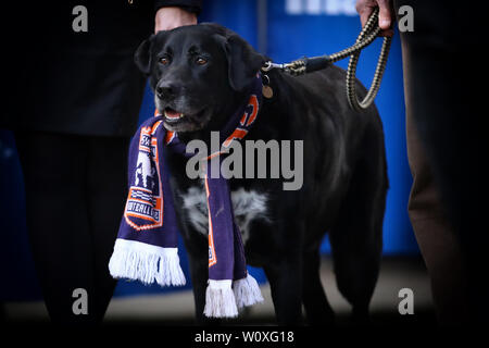 Bowza, noto come l'Hadleigh Hero, è un bambino di sette anni del Labrador e Rottweiler-Husky croce che è salito a fama dopo aver salvato un anziano della vita della donna mantenendo i suoi caldi mentre ha aspettato per un'ambulanza, egli oggi portare fuori le squadre come comunità club campione - Ipswich Town v Reading, Sky scommessa campionato, Portman Road, Ipswich - 2 Marzo 2019 solo uso editoriale - DataCo restrizioni si applicano Foto Stock