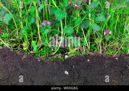 La giungla di pungente e morti di ortiche con terriccio Foto Stock