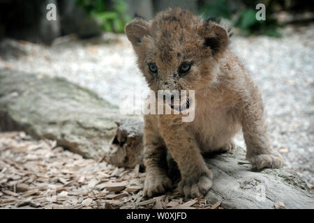 Liberec, Repubblica Ceca. Il 28 giugno, 2019. Barberia Lions cub sono visto giocare presso lo zoo di Liberec nella Repubblica Ceca (110 chilometri a nord di Praga). Due cuccioli nati nel Maggio 8, 2019 a Liberec Zoo.La Barberia Lion a cui si fa talvolta riferimento come Atlas lion è un leone africano popolazione che è considerato estinto nel selvaggio. Barberia Lions sono registrati in tutta la storia. I Romani usavano Leoni berberi nel Colosseo in battaglia con gladiatori. Migliaia di questi gatti sono stati macellati durante il regno di Cesare. Credito: Slavek Ruta/ZUMA filo/Alamy Live News Foto Stock