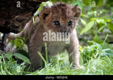 Liberec, Repubblica Ceca. Il 28 giugno, 2019. Barberia Lions cub sono visto giocare presso lo zoo di Liberec nella Repubblica Ceca (110 chilometri a nord di Praga). Due cuccioli nati nel Maggio 8, 2019 a Liberec Zoo.La Barberia Lion a cui si fa talvolta riferimento come Atlas lion è un leone africano popolazione che è considerato estinto nel selvaggio. Barberia Lions sono registrati in tutta la storia. I Romani usavano Leoni berberi nel Colosseo in battaglia con gladiatori. Migliaia di questi gatti sono stati macellati durante il regno di Cesare. Credito: Slavek Ruta/ZUMA filo/Alamy Live News Foto Stock