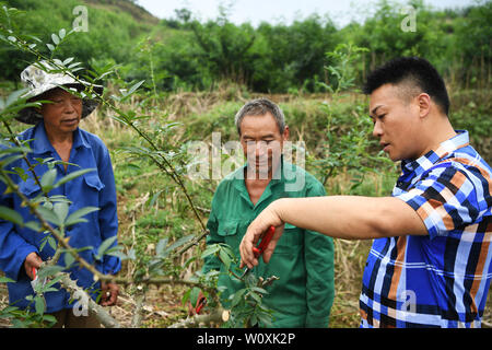 (190628) -- CHONGQING, 28 giugno 2019 (Xinhua) -- Liu Yi (1R) spiega pepe metodi di piantagione di agricoltori in una piantagione di base Yulong nel villaggio di Nanping township di Nanchuan distretto, a sud-ovest della Cina di Chongqing, 27 giugno 2019. Nonostante perdere il suo braccio destro in un incidente all'età di nove anni, 44-anno-vecchio Liu Yi non ha mai abbassato la testa verso il destino. Dopo la graduazione da una scuola professionale in 1994, ha provato un buon numero di posti di lavoro come lavastoviglie, frutto del concessionario e di minatore di carbone. Dal 2010, egli ha deciso di avviare la propria attività presso la sua città natale organizzando gli abitanti di un villaggio per piantare radici di bambù Una Foto Stock