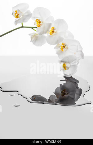 Fiori di orchidea bianchi riflettendo in una pozza d'acqua. Fiori di orchidea su sfondo bianco. Foto Stock