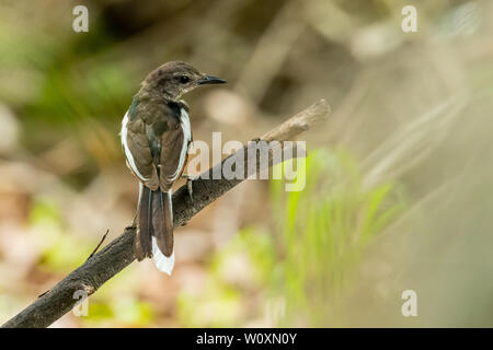 Oriental Magpie Robin (bambino) si appollaia su un pesce persico cercando in una distanza Foto Stock