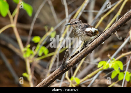 Oriental Magpie Robin (bambino) si appollaia su un pesce persico cercando in una distanza Foto Stock