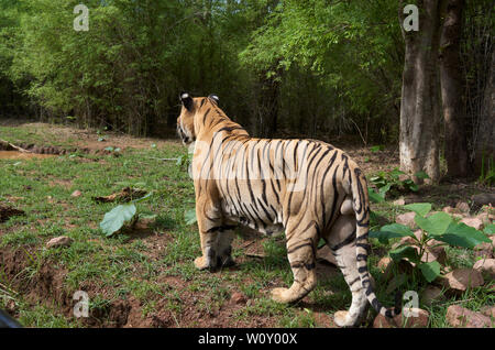 Matkasur tigre maschio e padre di Maya cuccioli di tigre in monsone aggirava, Foresta Tadoba ,l'India. Foto Stock