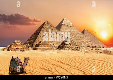 Un cammello di guardare il tramonto nel deserto vicino alle Piramidi di Giza in Egitto. Foto Stock