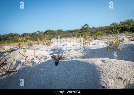 Baby tartaruga verde sulla spiaggia sulla costa Swahili, Tanzania. Foto Stock