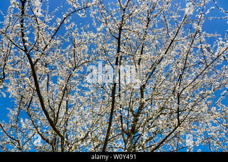 Albero di ontano, primavera Foto Stock