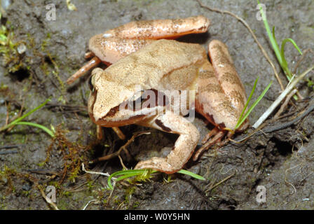Rana agile, Springfrosch, Rana dalmatina, erdei béka Foto Stock