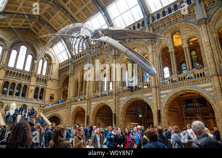 L'interno del Museo di Storia Naturale e di scheletro di balena in Londra, Regno Unito Foto Stock