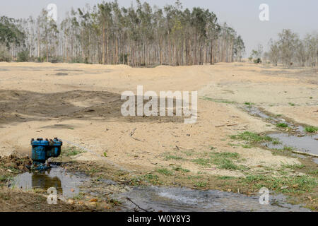 Egitto, Ismallia , Sarapium foresta nel deserto, alberi di eucalipto sono irrigate da liquami trattati acqua da Ismalia / AEGYPTEN HA, Ismailia, Sarapium Forstprojekt in der Wueste, die Baeume werden mit Abwasser geklaertem der Stadt Ismalia bewaessert Foto Stock