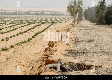 Egitto, Ismallia , Sarapium foresta nel deserto, gli alberi sono irrigate da liquami trattati acqua da Ismalia, sinistra fattoria nel deserto con cipolle, protezione di erosione Foto Stock