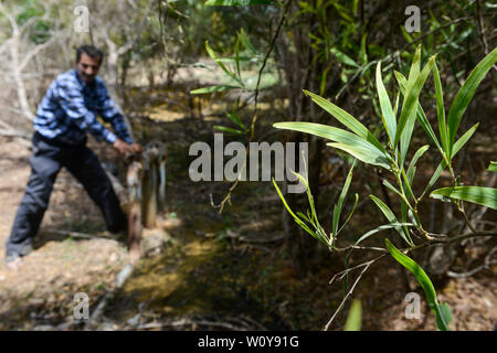 Egitto, Ismallia , Sarapium foresta nel deserto, gli alberi sono irrigate da liquami trattati acqua da Ismalia / AEGYPTEN HA, Ismailia, Sarapium Forstprojekt in der Wueste, die Baeume werden mit Abwasser geklaertem der Stadt Ismalia bewaessert Foto Stock