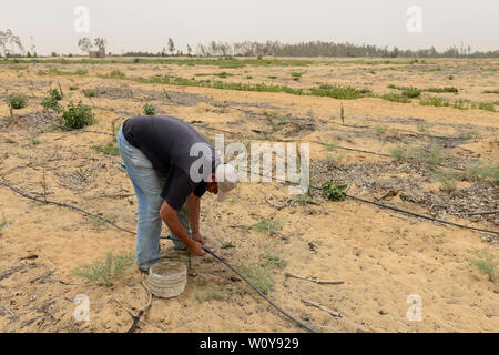 Egitto, Ismallia , Sarapium foresta nel deserto, gli alberi sono irrigate da liquami trattati acqua da Ismalia, nuova piantagione di cipressi con irrigazione di gocciolamento Foto Stock