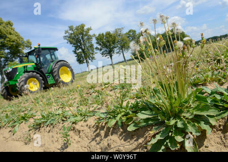 Germania, Taraxa gum progetto di ricerca di Continental , agricoltura prova russo di tarassaco per la lavorazione della gomma Taraxa / Deutschland, Anklam, Continental Forschungsprojekt Anbau russischer Loewenzahn (lat. Taraxacum koksaghyz) zur Gewinnung von Naturkautschuk, Anbau bei einer Baumschule Foto Stock