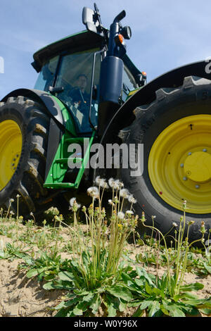 Germania, Taraxa gum progetto di ricerca di Continental , agricoltura prova russo di tarassaco per la lavorazione della gomma Taraxa / Deutschland, Anklam, Continental Forschungsprojekt Anbau russischer Loewenzahn (lat. Taraxacum koksaghyz) zur Gewinnung von Naturkautschuk, Anbau bei einer Baumschule Foto Stock