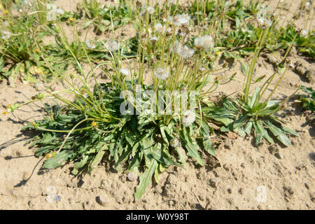 Germania, Taraxa gum progetto di ricerca di Continental , agricoltura prova russo di tarassaco per la lavorazione della gomma Taraxa / Deutschland, Anklam, Continental Forschungsprojekt Anbau russischer Loewenzahn (lat. Taraxacum koksaghyz) zur Gewinnung von Naturkautschuk, Anbau bei einer Baumschule Foto Stock