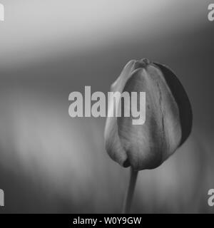 Shiny tulip crescono nel giardino, foto in bianco e nero, bw fiori Foto Stock