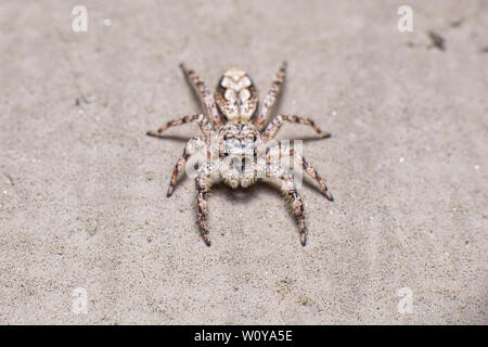 Una parte anteriore e una vista dorsale di una femmina di Tan Jumping Spider (Platycryptus undatus) salendo sul fuori di casa mia. Foto Stock