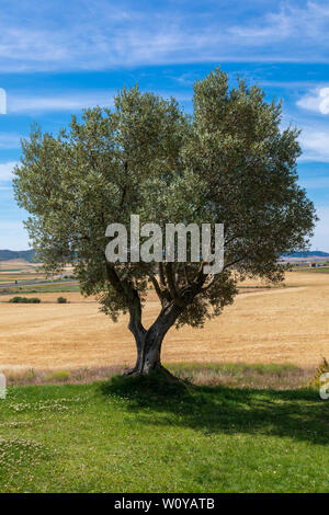 Bellissimo albero di olivo (albero) sulla giornata di sole (blue sky) e campo di grano. Con abbondanza. Foto Stock