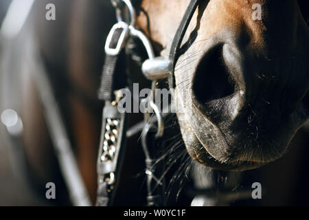 Primo piano del naso del cavallo di Baia, che indossa un snaffle noseband e. Il muso del cavallo è illuminata dalla brillante illuminazione laterale Foto Stock