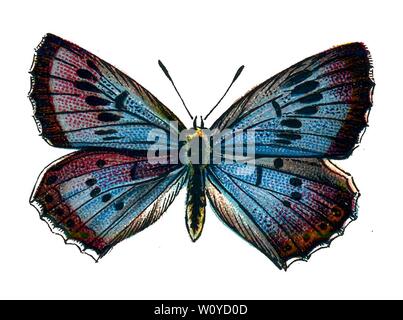 Glaucopsyche arion, The Large Blue Butterfly - Color Butterfly Lithograph tratto dal libro del 1895, "le farfalle più conosciute d'Europa" di F. Nemos Foto Stock