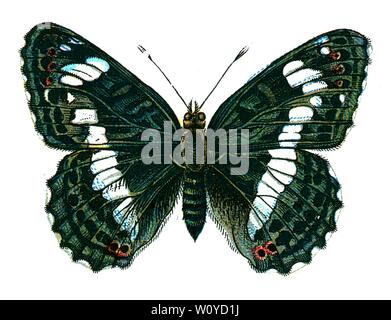 Limenitis camilla, The Eurasian White Admiral Butterfly - Color Butterfly Lithograph tratto dal libro del 1895, "le farfalle più conosciute d'Europa" di F. Nemos Foto Stock