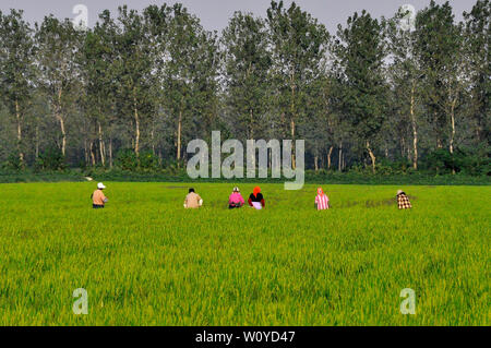 Al lavoro nei campi di riso vicino a Yangshuo Guilin Cina Foto Stock