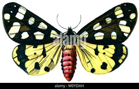 Arctia villica, The Cream-Spot Tiger Moth - Color Butterfly Lithograph tratto dal libro del 1895, "le farfalle più conosciute d'Europa" di F. Nemos Foto Stock