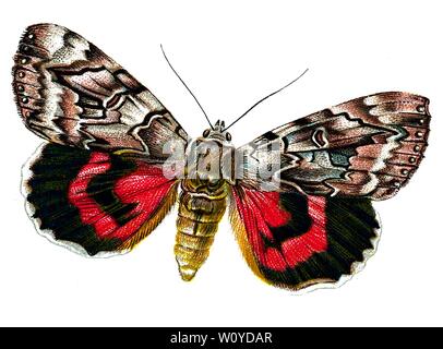 Catocala elocata, The French Red Underwing Moth - Color Butterfly Lithograph tratto dal libro del 1895, "le farfalle più conosciute d'Europa" di F. Nemos Foto Stock