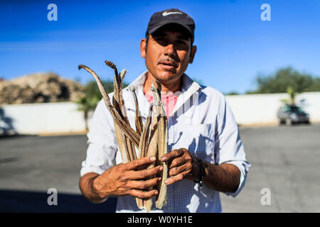 Un uomo mostra diverse pelli, pellicce, scheletri e corpi di rattlesnake che egli vende in Caborca, Pitiquito e Puerto Peñaco, vengono utilizzati per rendere rat Foto Stock