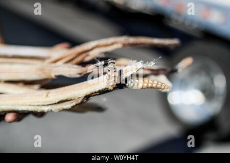 Un uomo mostra diverse pelli, pellicce, scheletri e corpi di rattlesnake che egli vende in Caborca, Pitiquito e Puerto Peñaco, vengono utilizzati per rendere rat Foto Stock