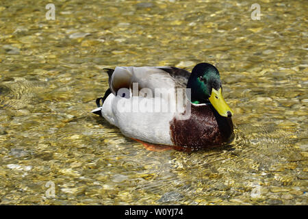 Grigio verde marrone duck su acqua Foto Stock