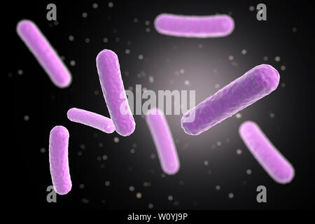 Faecalibacterium prausnitzii batteri, illustrazione Foto Stock