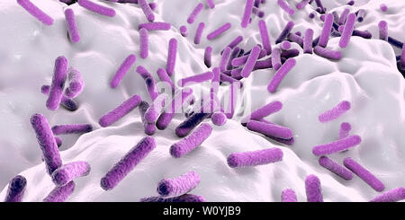 Faecalibacterium prausnitzii batteri, illustrazione Foto Stock