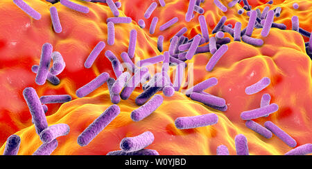 Faecalibacterium prausnitzii batteri, illustrazione Foto Stock