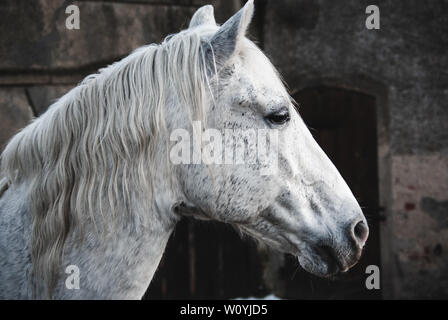 Ritratto di un cavallo bianco Foto Stock