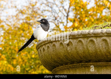 Bella Eurasian gazza, Europeo gazza, comune gazza (Pica pica) bird si appollaia su un impianto di pietra pot in Regent's Park di Londra Foto Stock