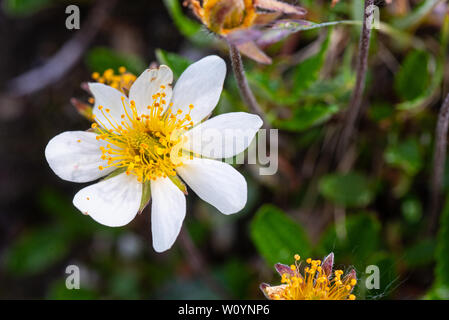 Mountain avens crescente lungo le montagne dell'Alaska. Foto Stock