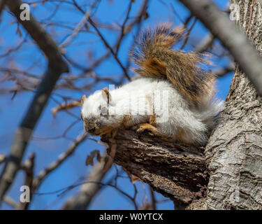 Rare Morph bianco Fox Squirrel seduto in un albero guardando in giù in una natura preservare la foresta Foto Stock