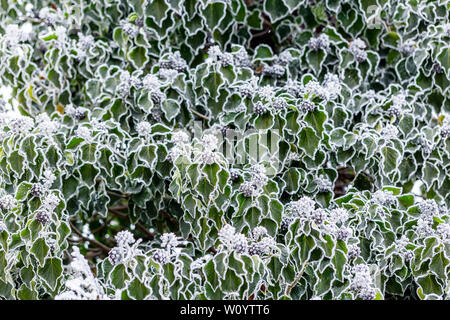 Il ramo di edera con bacche coperto di brina. Inverno sfondo con rime texture sulle foglie. Messa a fuoco selettiva su alcune filiali Foto Stock