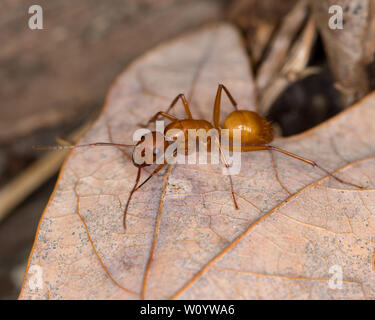 Grandi Camponotus marrone ant strisciando sulla foglia nella foresta Foto Stock