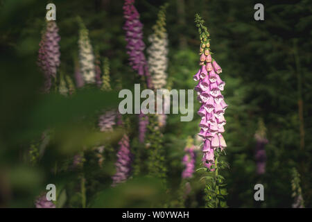 Bumblebee su un digitalis in Forrest Foto Stock