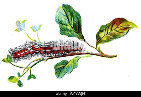 Porthesia similis, The Yellow-Tail Moth caterpillar, Color Butterfly / Moth Lithograph tratto dal libro del 1895, "le farfalle più conosciute d'Europa" di F. Nemos Foto Stock