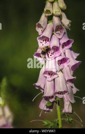 Bumblebee su un digitalis in Forrest Foto Stock