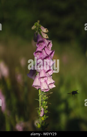 Bumblebee su un digitalis in Forrest Foto Stock