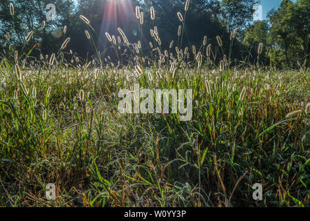 La mattina presto la luce del sole che splende su rugiada che è sulle alte erbe nel campo Foto Stock