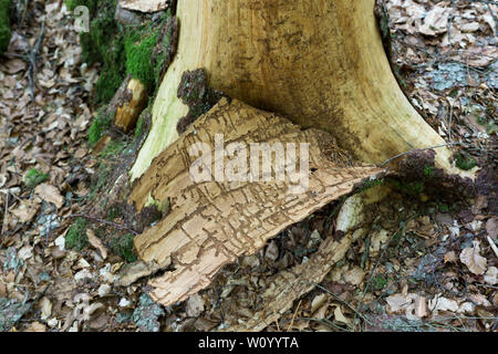 Gli alberi morti uccisi da scolitidi Foto Stock